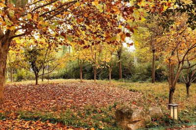 初冬印象—落叶无情