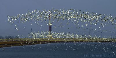 [原创]和谐共存