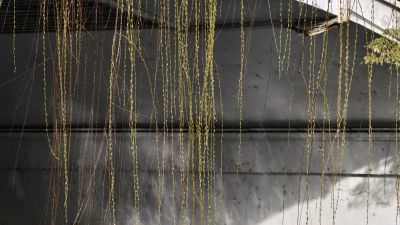 柳枝吐绿，春来了