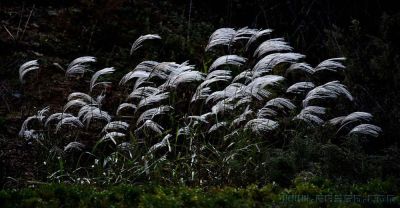 [原创]蒹葭苍苍