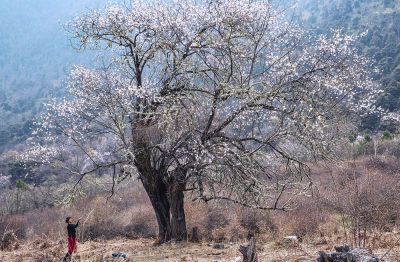 [原创]西藏格桑桃花沟（四）