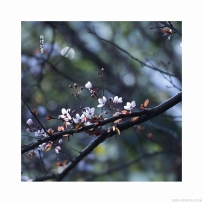 [原创]【朝花夕拾】紫叶李 | 轻烟如梦