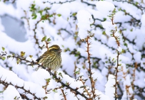 [原创]白眉朱雀