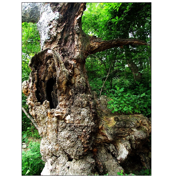 百年古树的沧桑