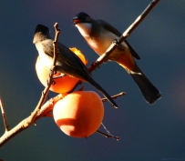 [原创]柿子树上的鸟