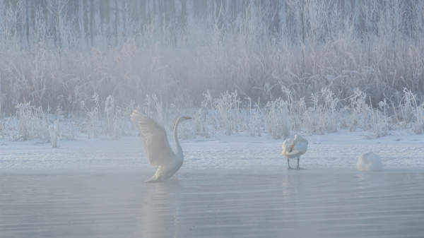 雾凇下的天鹅