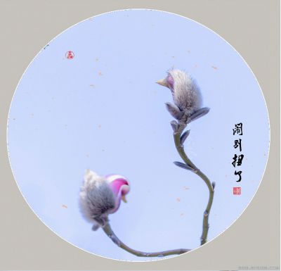 [原创]《有趣的玉兰花》