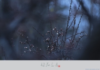 [原创]【梅花三弄. 早梅】