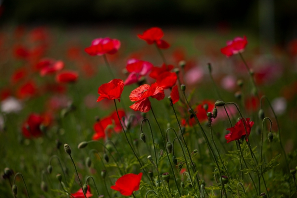 双鱼碧玉枝（三）
