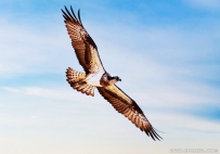 [原创]玉清湖上空的王者