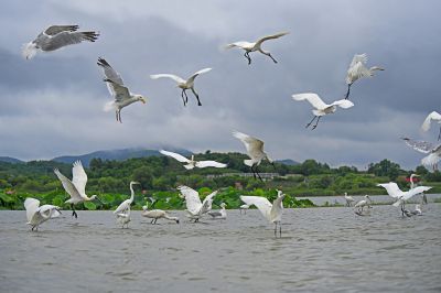 避人鸥鹭更翩翩