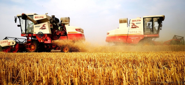 又是一个丰收年