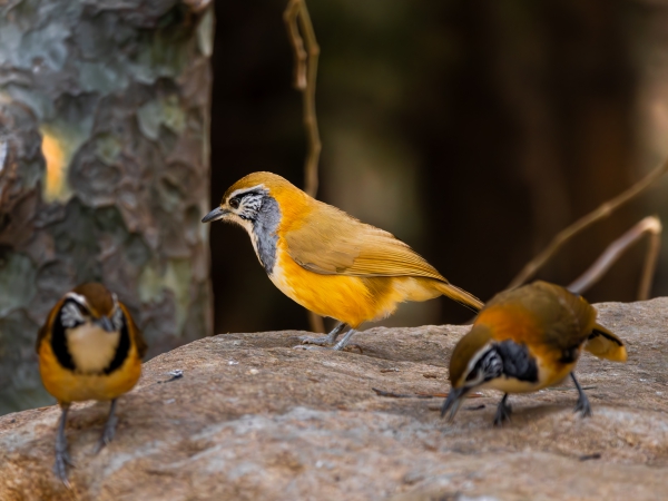 天外村的黑领噪鹛