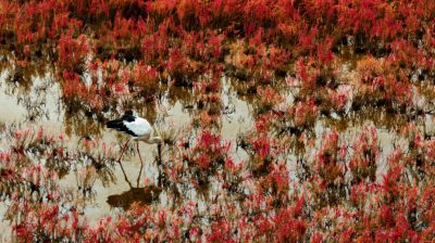 东方白鹳红地毯中觅食