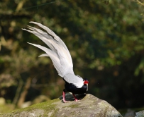 [原创] 彰显威风