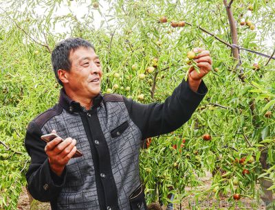 [原创]沾化的冬枣熟了