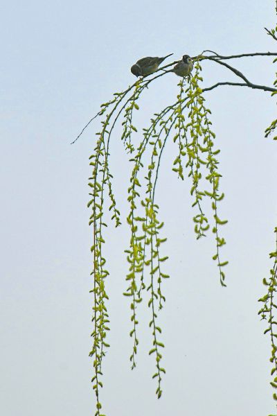 二月春风似剪刀