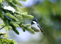 [原创]大自然的精灵