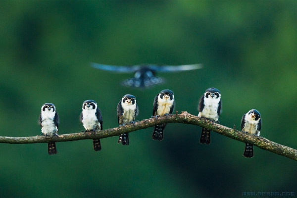 [原创]小隼宝宝的飞行课
