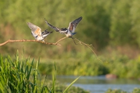 [原创]枝头教子