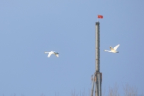 [原创]飞过国旗