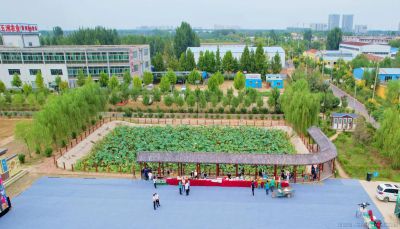 金秋时节丰收在望