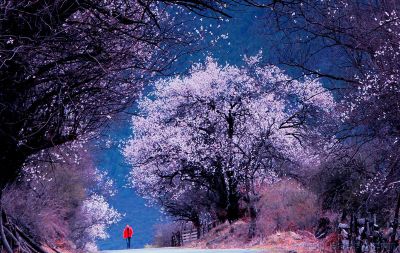 [原创]在桃花盛开的地方