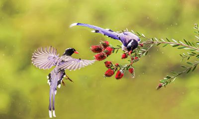 鸿运当头、新年吉祥