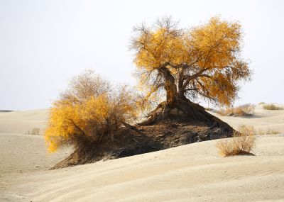 塔克拉玛干沙漠胡杨（1）