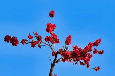 桃 花 依 旧 笑 春 风（2）