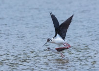 [原创] 黑翅长脚鹬的春天