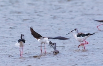 [原创]当众示爱