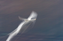 [原创]天鹅拖影