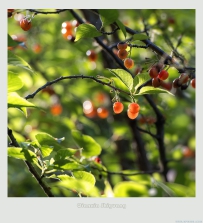 [原创]【捕光逐影】2