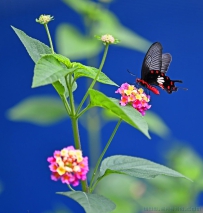 [原创]   蝶恋花
