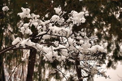 雪压枝头低（1）