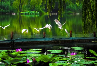 荷塘鹭影-大明湖