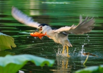 济南大明湖明星鸟----夜鹭鸟的幸福生活