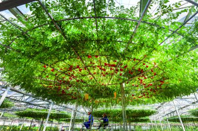 《好大一棵“树”》