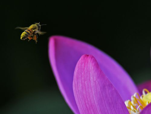 荷香不语蜂自来