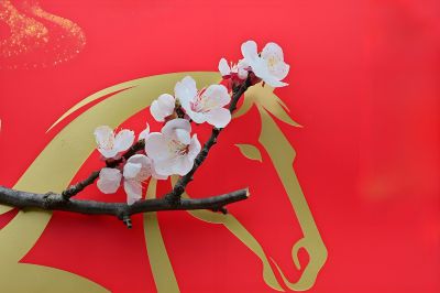 杏花报春，马年吉祥（1）