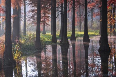 上海青西郊野公园秋色