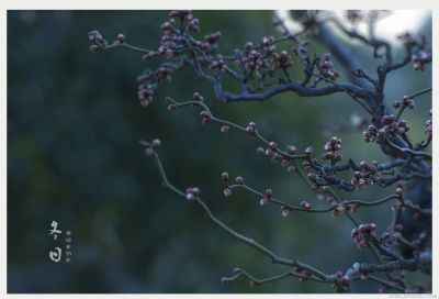 [原创]【冬  日 】癸卯年初三