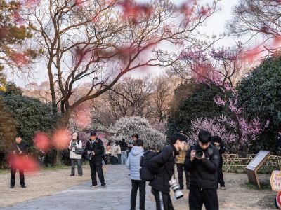 梅花山上拍花人