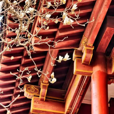 趵突泉的玉兰花