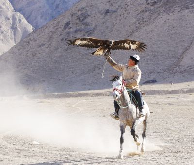 南疆阿合奇的猎鹰表演（3）