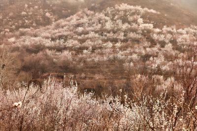 珍珠山上桃花开（1）