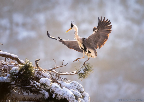 [原创]雪嫌春色晚，子寒盼亲归