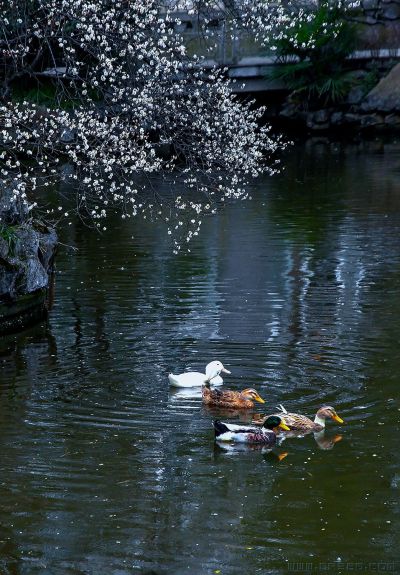[原创]【春江水暖】