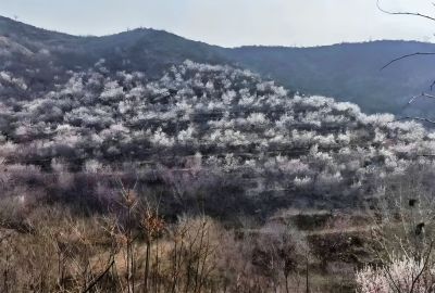 桃花盛开满山坡
